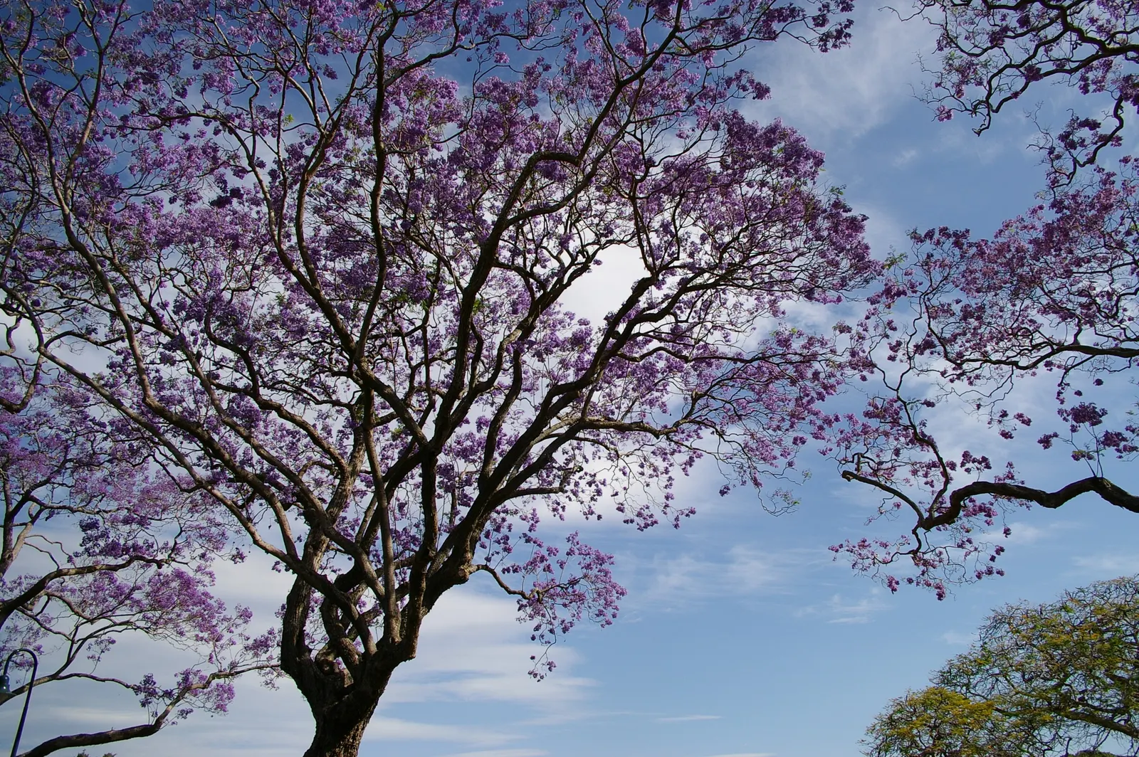 Jacaranda (Jacaranda Mimosifolia) — Prefers well-drained soil and is drought-tolerant once established