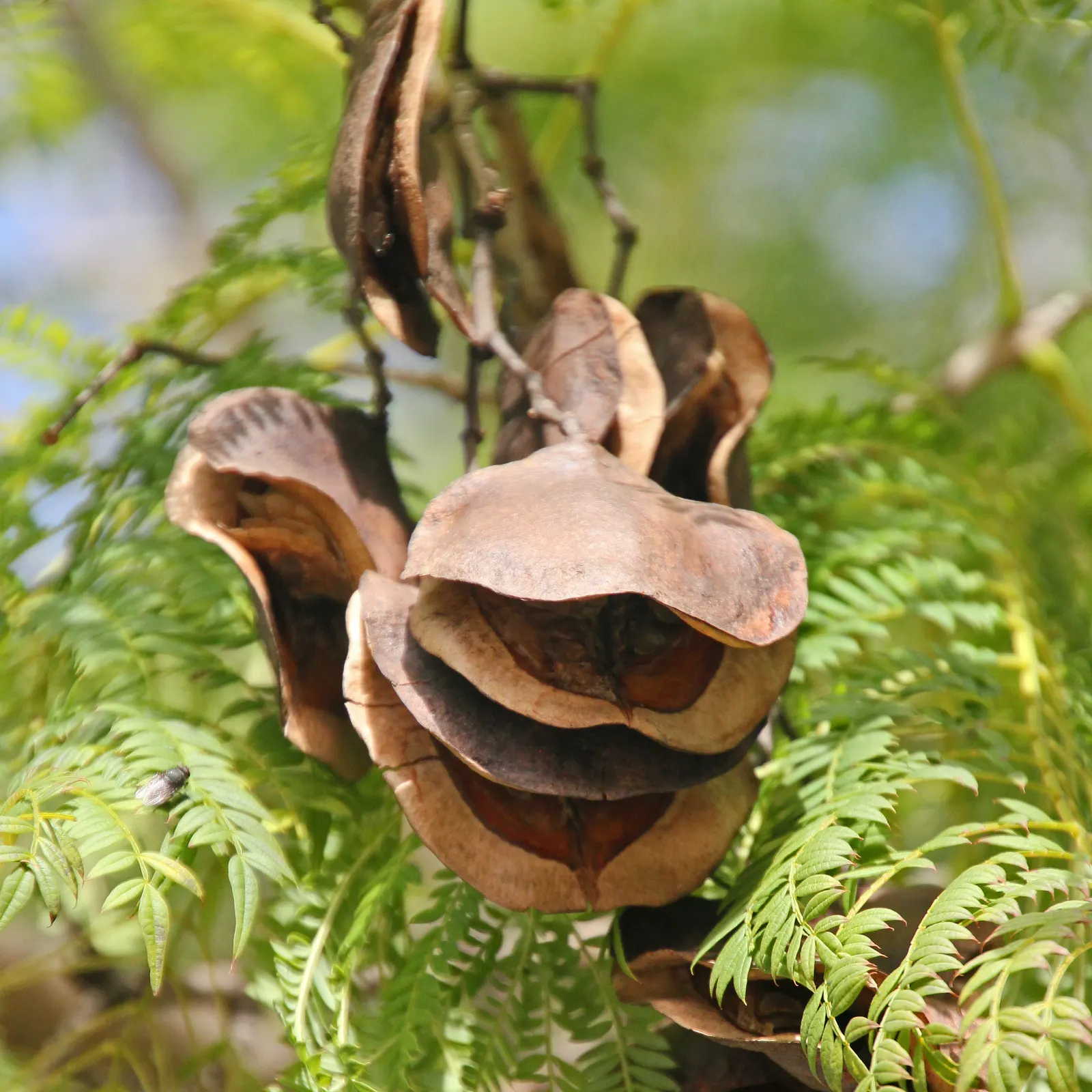 Jacaranda (Jacaranda Mimosifolia) — the Jacaranda requires ample space to accommodate its broad