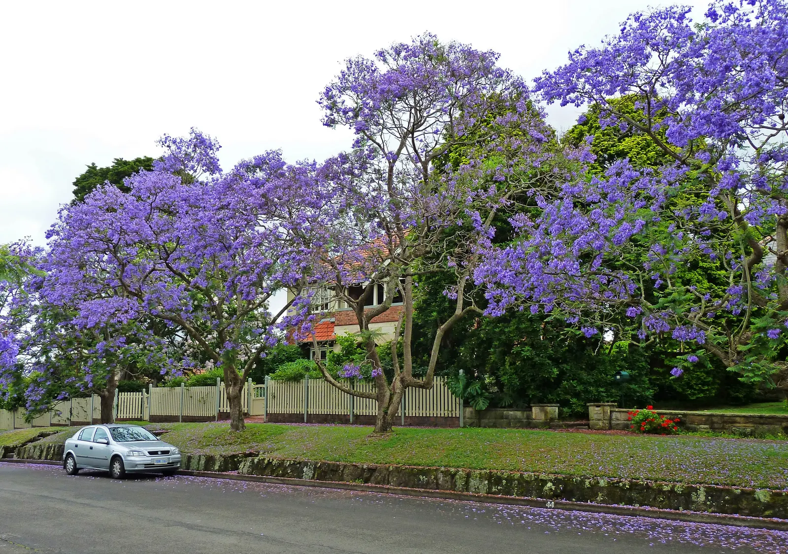 Jacaranda (Jacaranda Mimosifolia) — the Jacaranda requires ample space to accommodate its broad; while the tree is drought-tolerant once, image 89