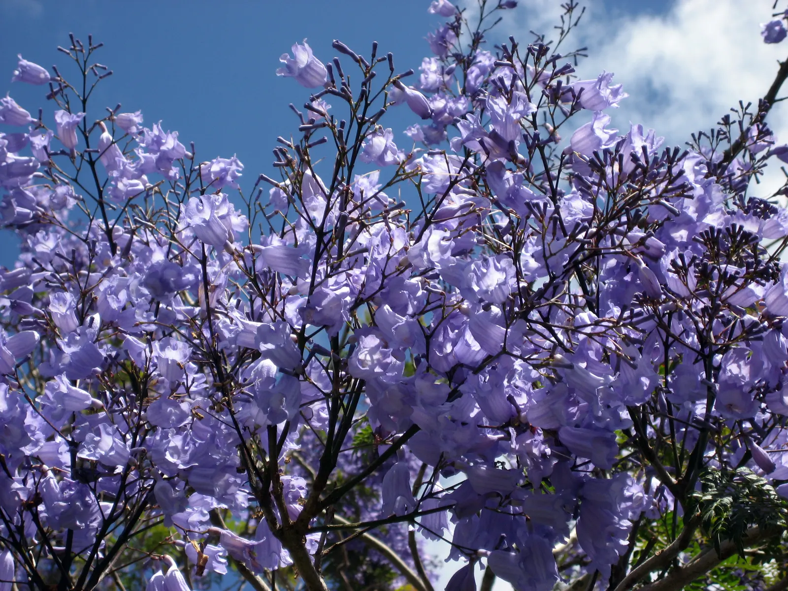 Jacaranda (Jacaranda Mimosifolia) — which provides dappled shade and a delicate appearance.<br><br>When planning for the Jacaranda; blue flowers in, image 93