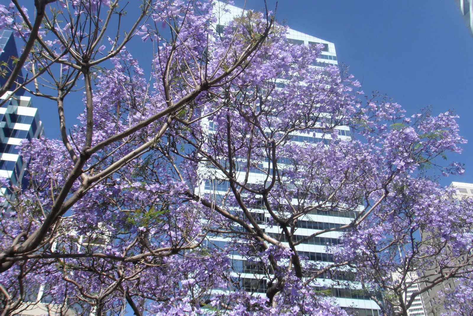 Jacaranda (Jacaranda Mimosifolia) — reminiscent of the mimosa tree; it features finely textured, image 92