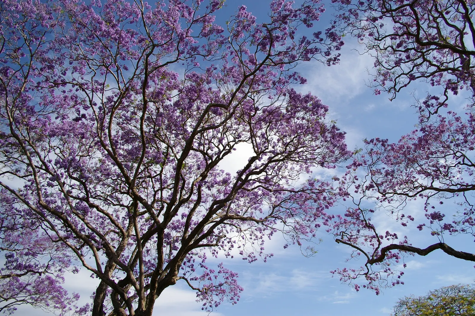 Jacaranda (Jacaranda Mimosifolia) — Its fern-like foliage offers dappled shade