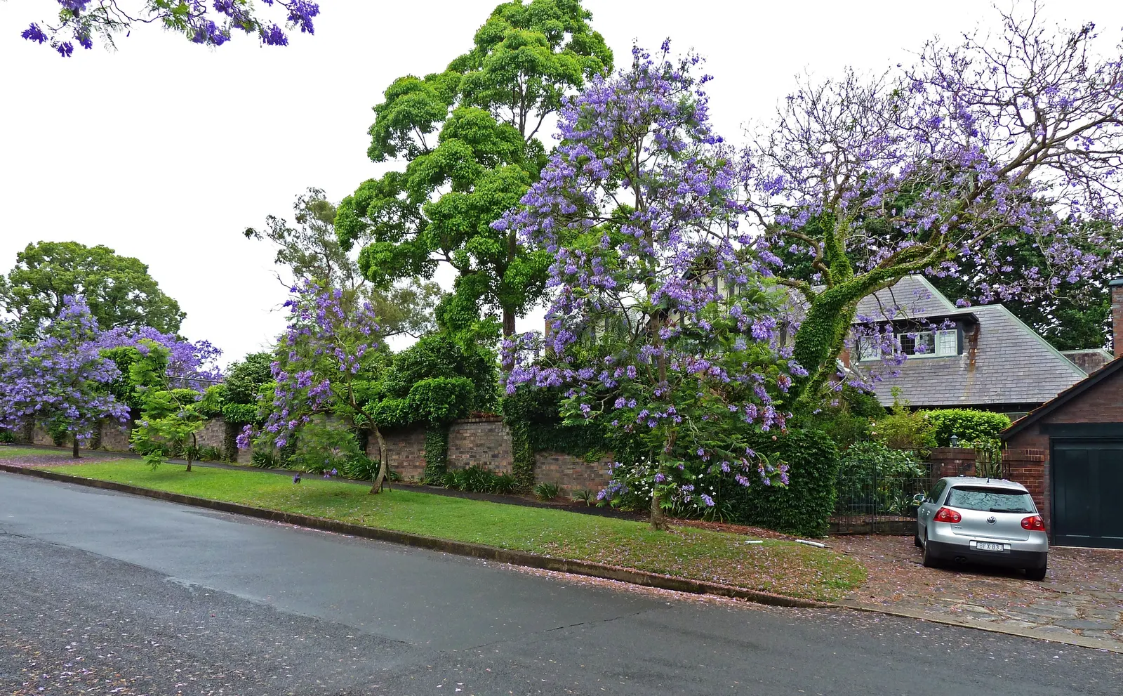 Jacaranda (Jacaranda Mimosifolia) — It features finely textured; particularly parts of Brazil and Argentina, image 91