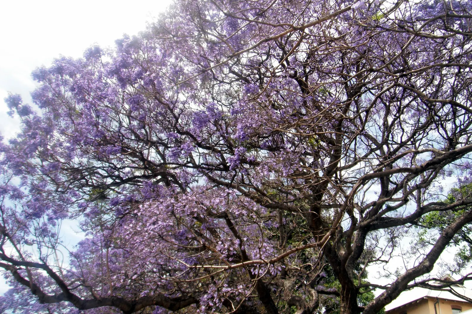 Jacaranda (Jacaranda Mimosifolia) — particularly parts of Brazil and Argentina