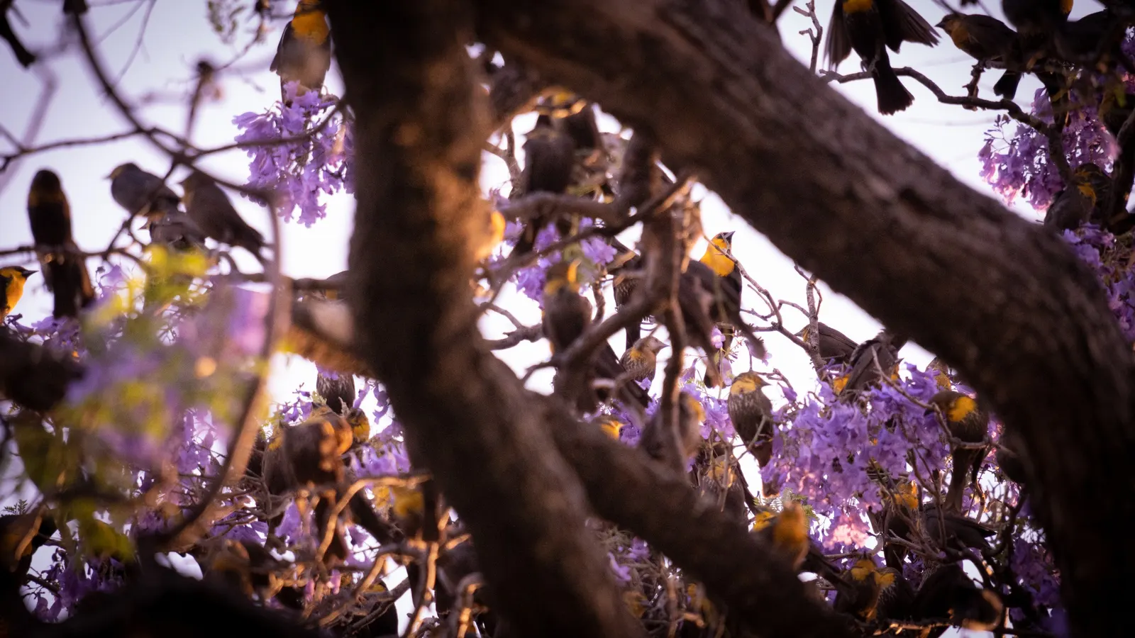 Jacaranda (Jacaranda Mimosifolia) — that create a vivid lavender-blue cloud of color