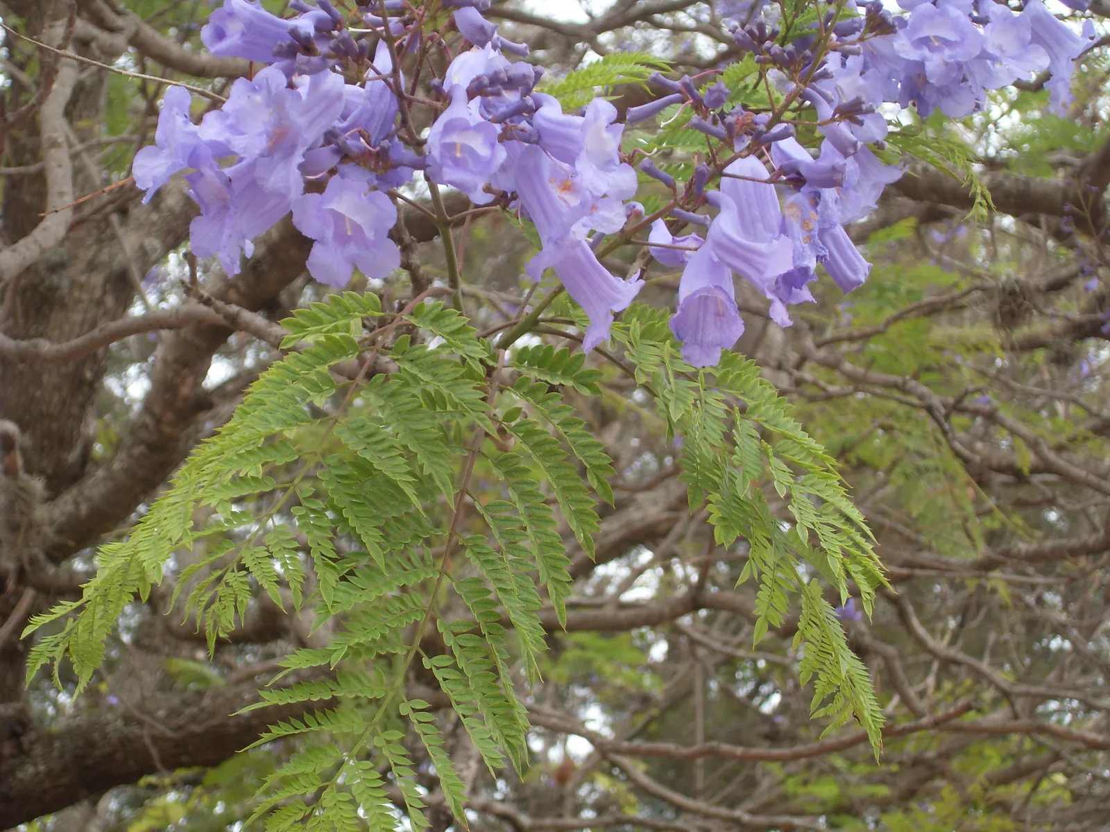Jacaranda (Jacaranda Mimosifolia) — it's important to consider its preference for full sun and well-drained soil; blooms are best in warm climates, image 94