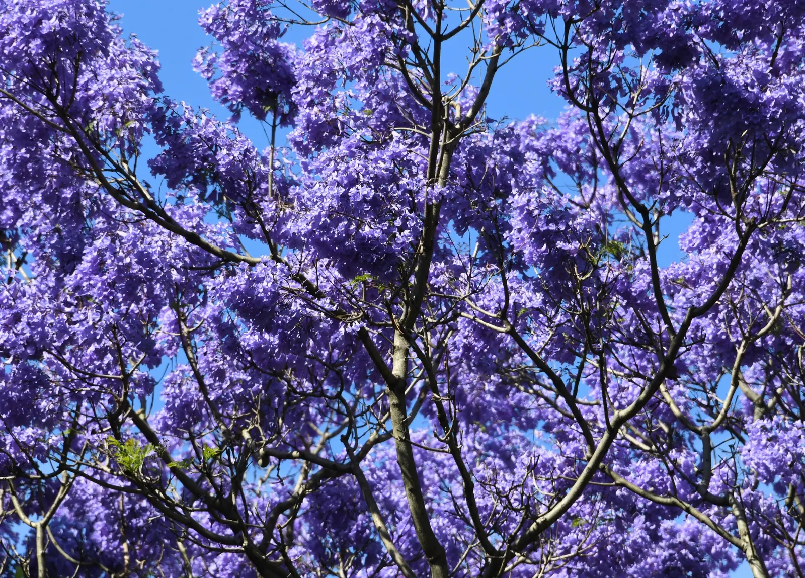 Jacaranda (Jacaranda Mimosifolia) — which provides dappled shade and a delicate appearance.<br><br>When planning for the Jacaranda