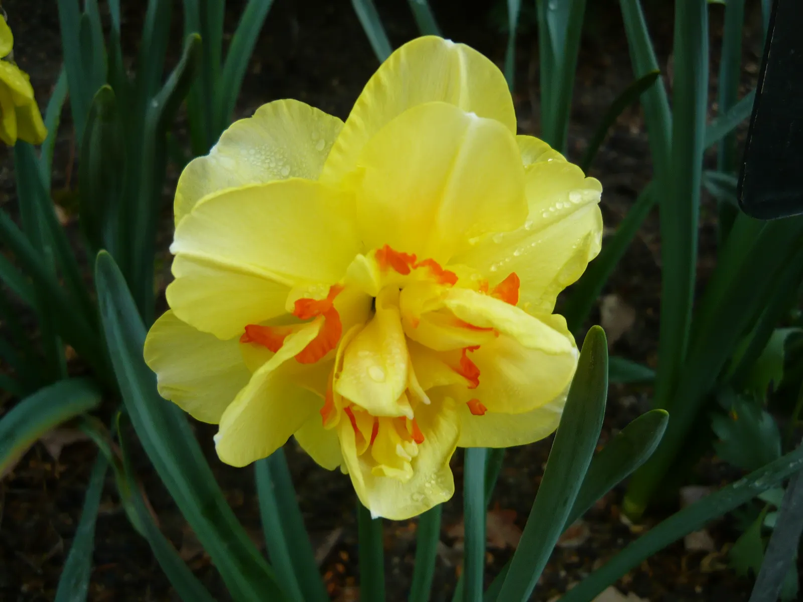 Tahiti Daffodil (Narcissus 'Tahiti') — is a vibrant and robust addition to any spring garden landscape