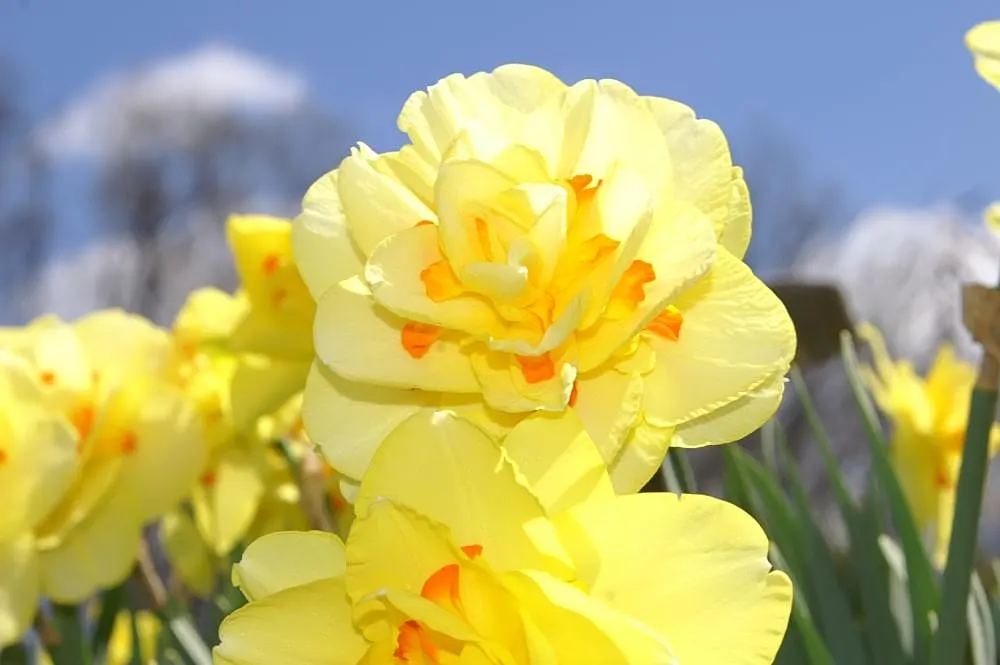 Tahiti Daffodil (Narcissus 'Tahiti') — for a splendidly colorful spring tableau