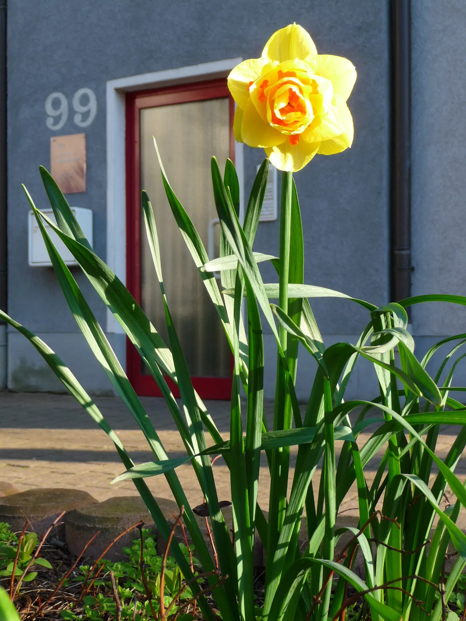 Tahiti Daffodil (Narcissus 'Tahiti') — When incorporating into landscape designs