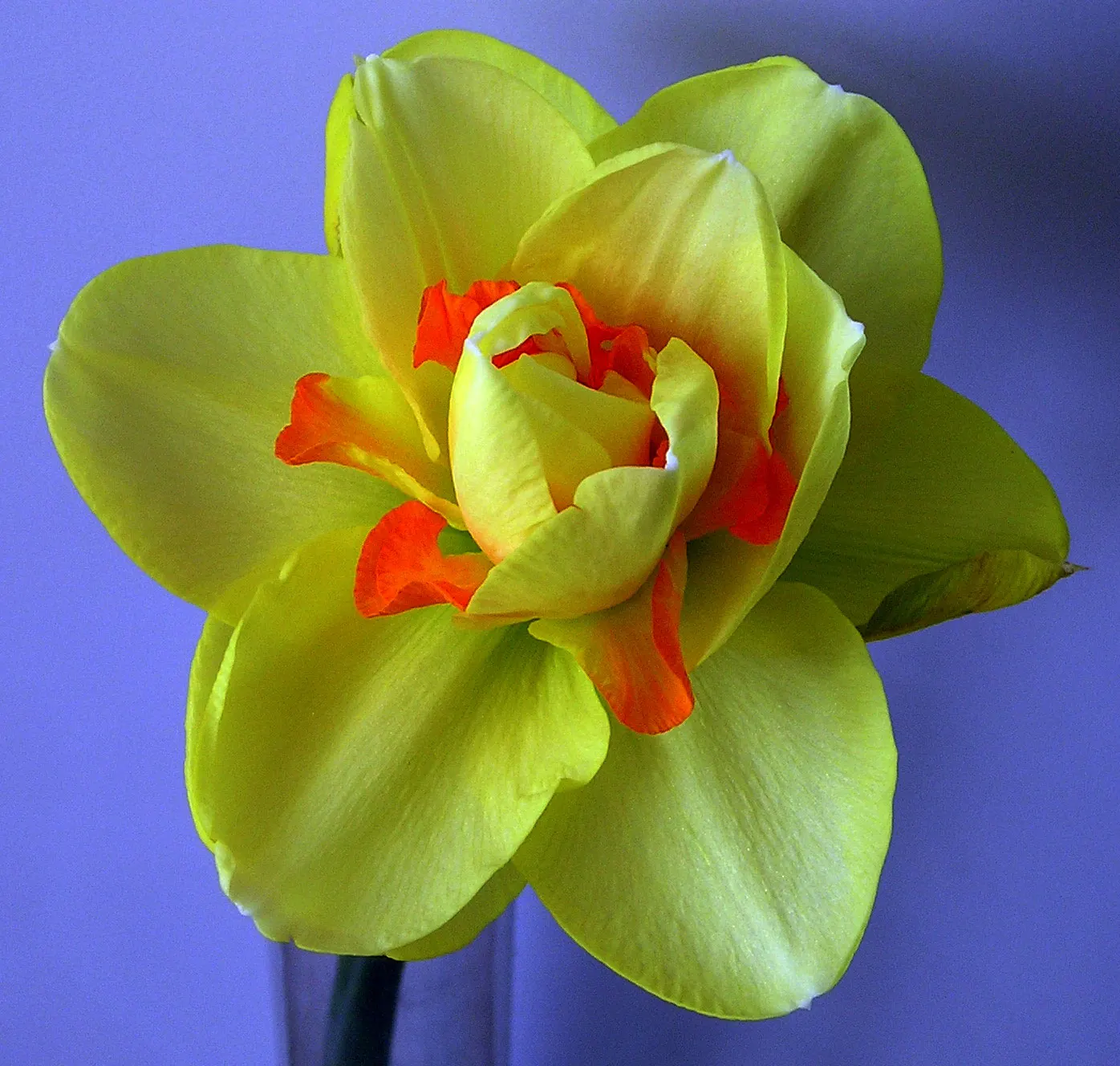 Tahiti Daffodil (Narcissus 'Tahiti') — Their strong stems ensure they stand tall and do not require staking