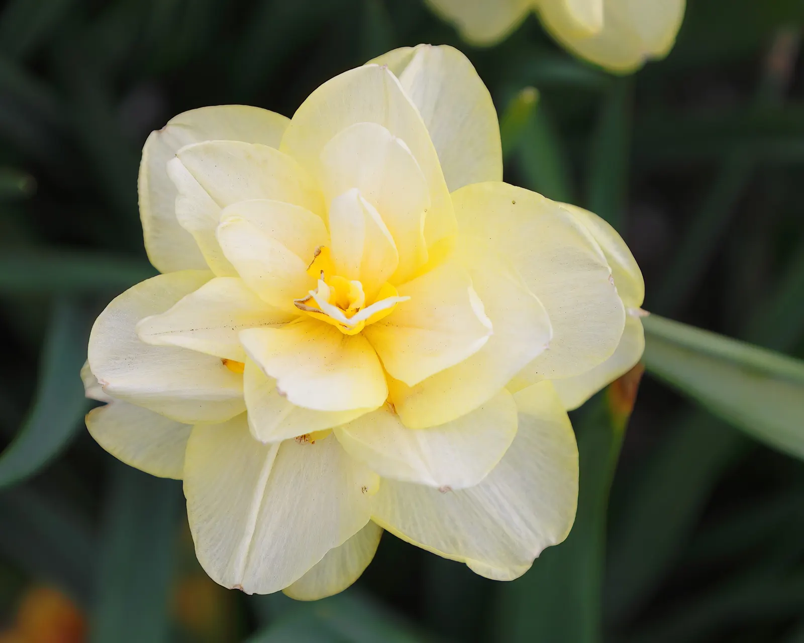 Tahiti Daffodil (Narcissus 'Tahiti') — Thriving in USDA zones 3-8