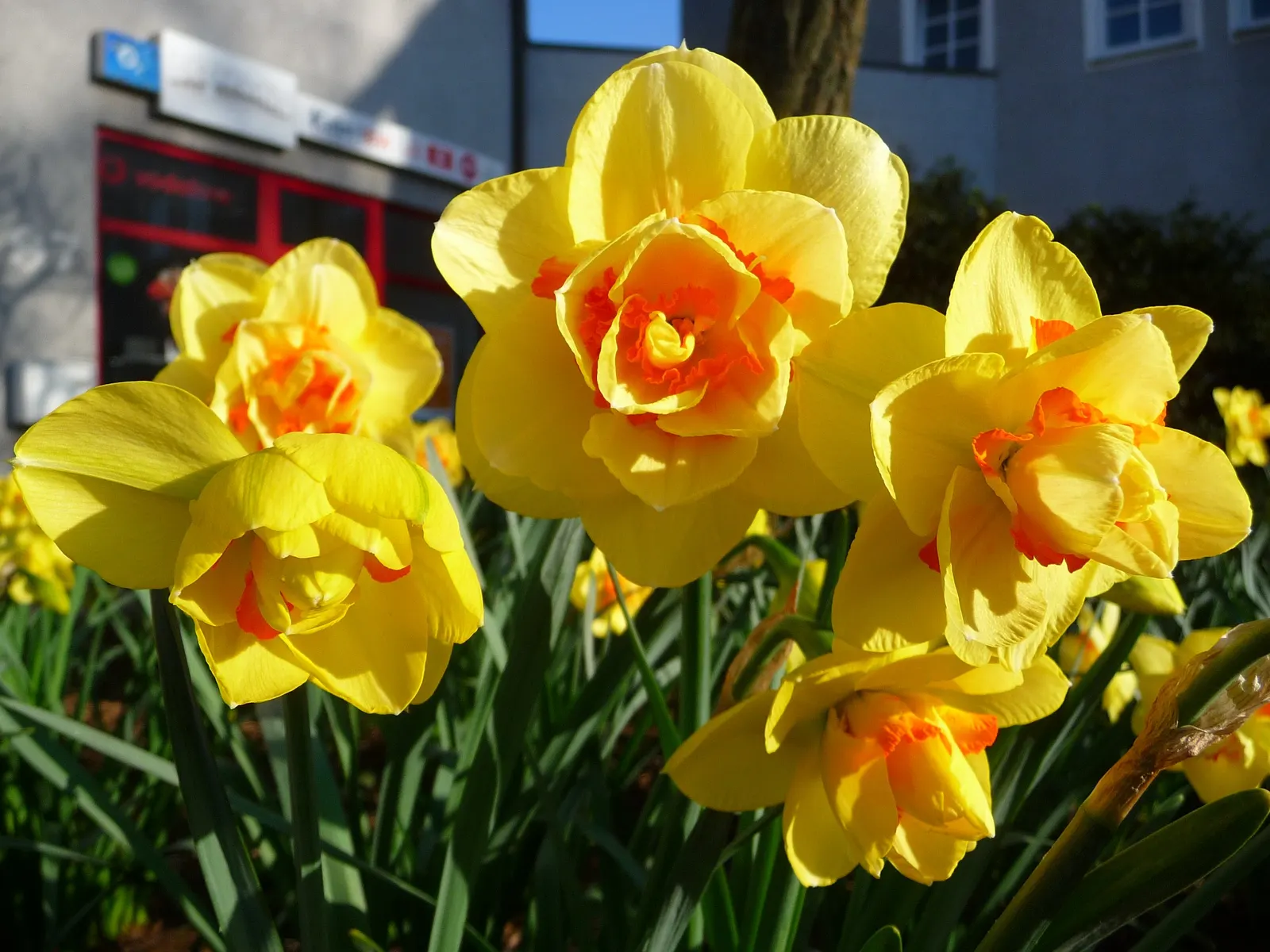 Tahiti Daffodil (Narcissus 'Tahiti') — it is advisable to plant the bulbs in the fall at a depth of about 6 inches