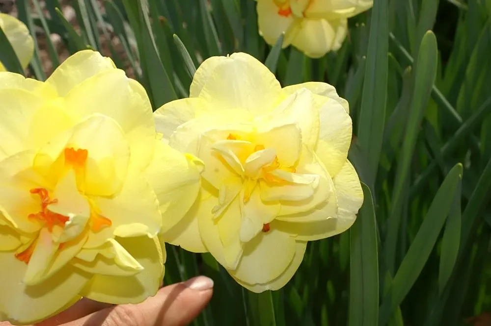 Tahiti Daffodil (Narcissus 'Tahiti') — enveloping the garden in a sweet fragrance