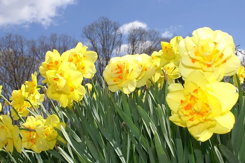 Tahiti Daffodil (Narcissus 'Tahiti') — which often makes them a favorite in areas with local wildlife