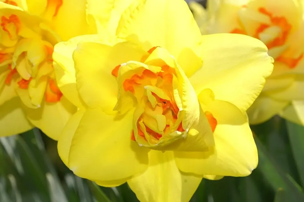 Tahiti Daffodil (Narcissus 'Tahiti') — They become a highlight in early to mid-spring
