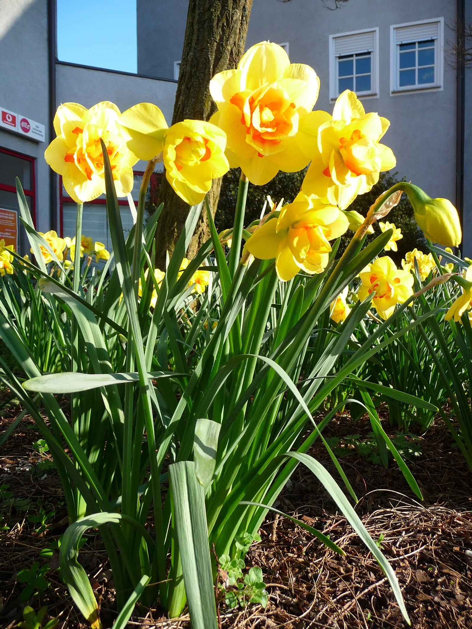 Tahiti Daffodil (Narcissus 'Tahiti') — Tahiti Daffodils are celebrated for their long-lasting cut flowers