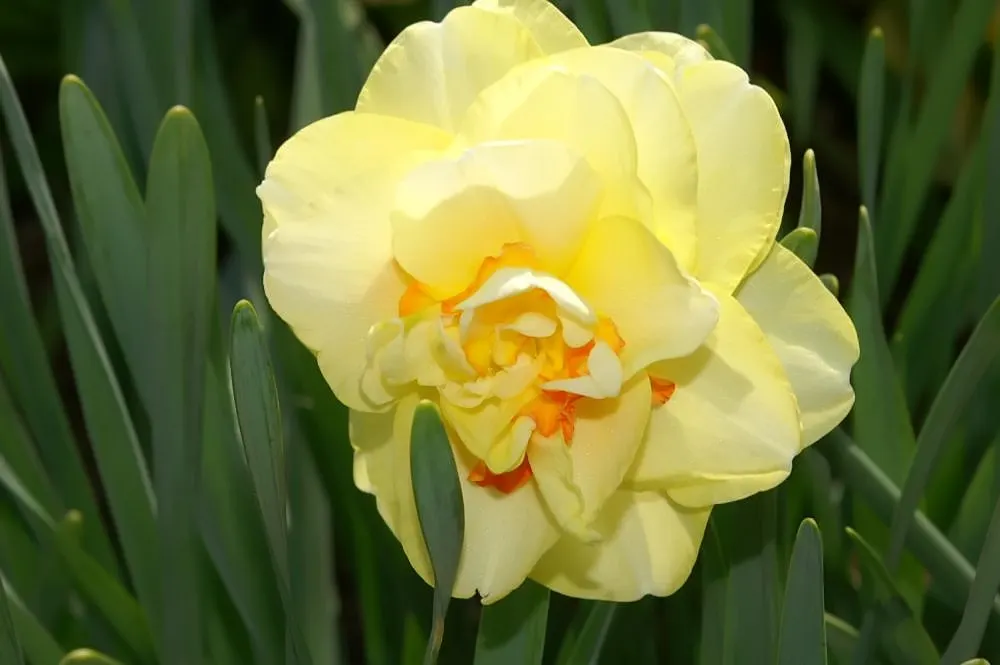 Tahiti Daffodil (Narcissus 'Tahiti') — they pair beautifully with other spring bloomers such as tulips and hyacinths