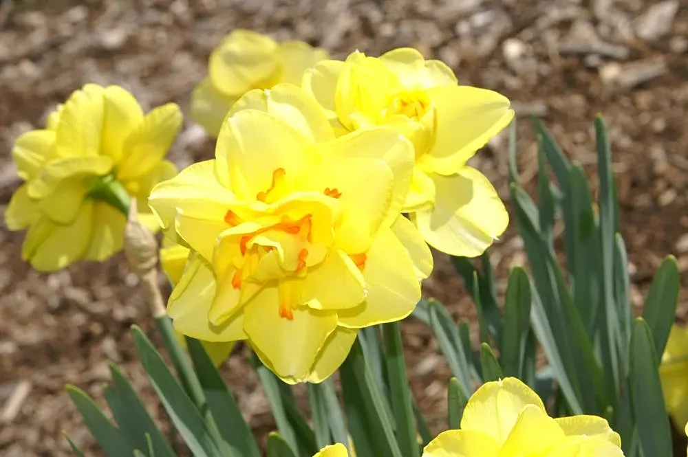 Tahiti Daffodil (Narcissus 'Tahiti') — yellow flowers in the garden