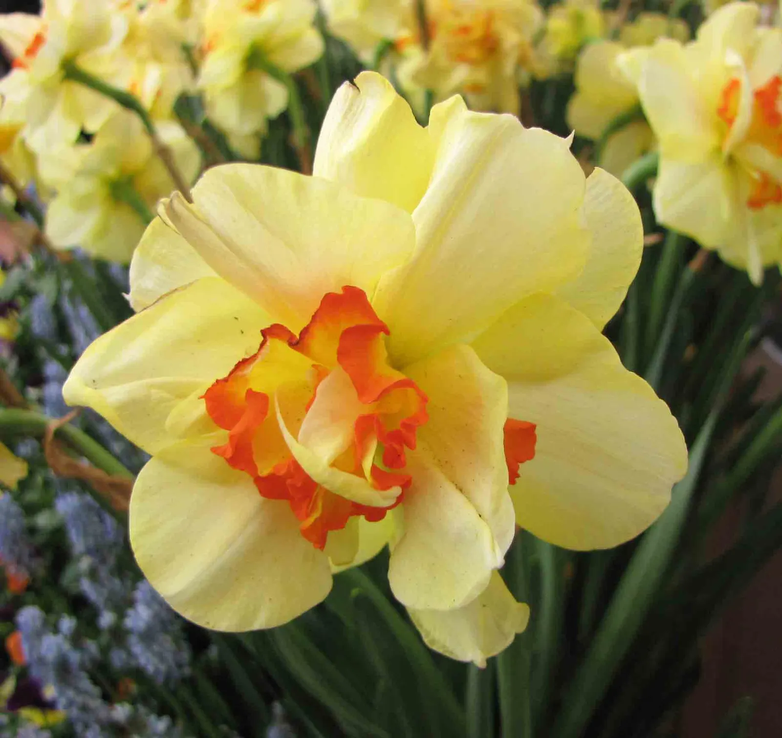 Tahiti Daffodil (Narcissus 'Tahiti') — Ideal for borders, beds, and as cut flowers, the Tahiti Daffodil is a low-maintenance, deer-resistant choice