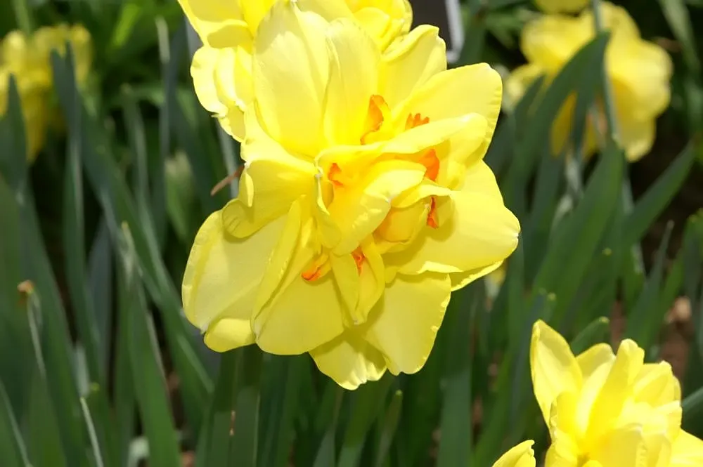 Tahiti Daffodil (Narcissus 'Tahiti') — with each robust stem typically supporting a single fragrant flower