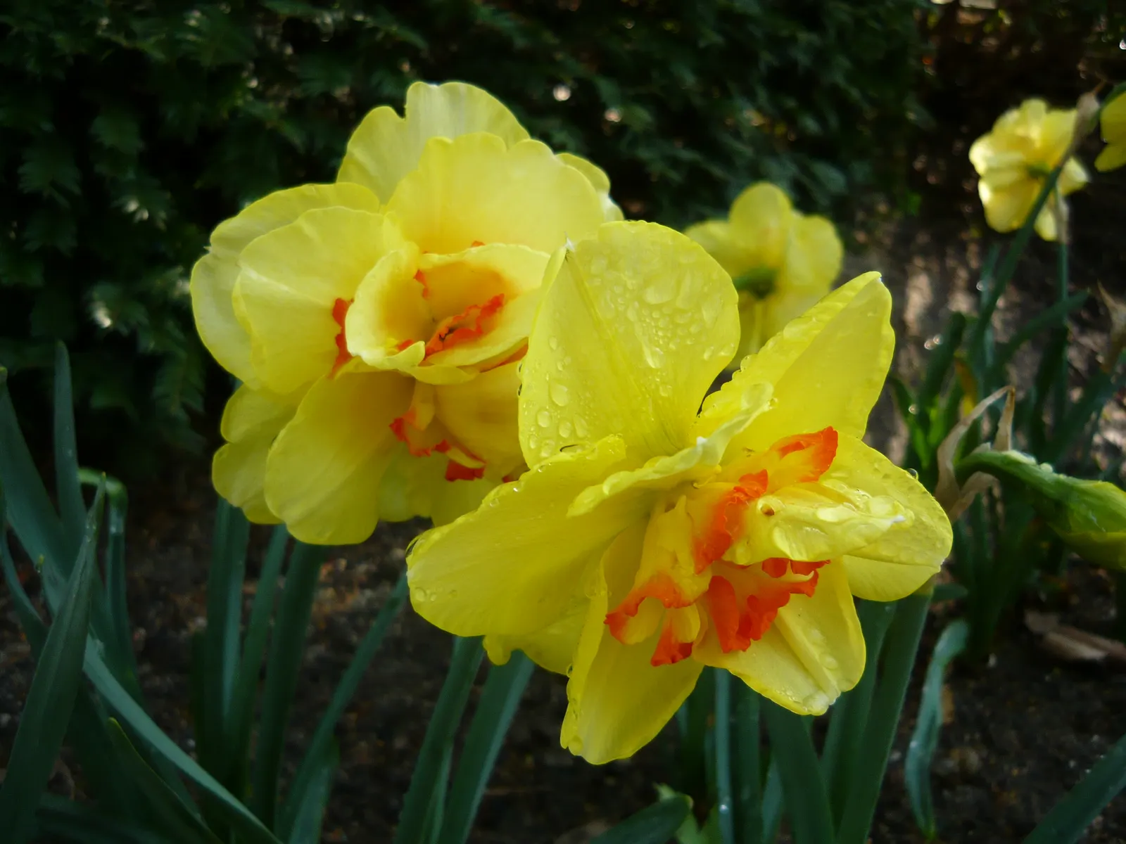 Tahiti Daffodil (Narcissus 'Tahiti') — commonly referred to as the Tahiti Daffodil