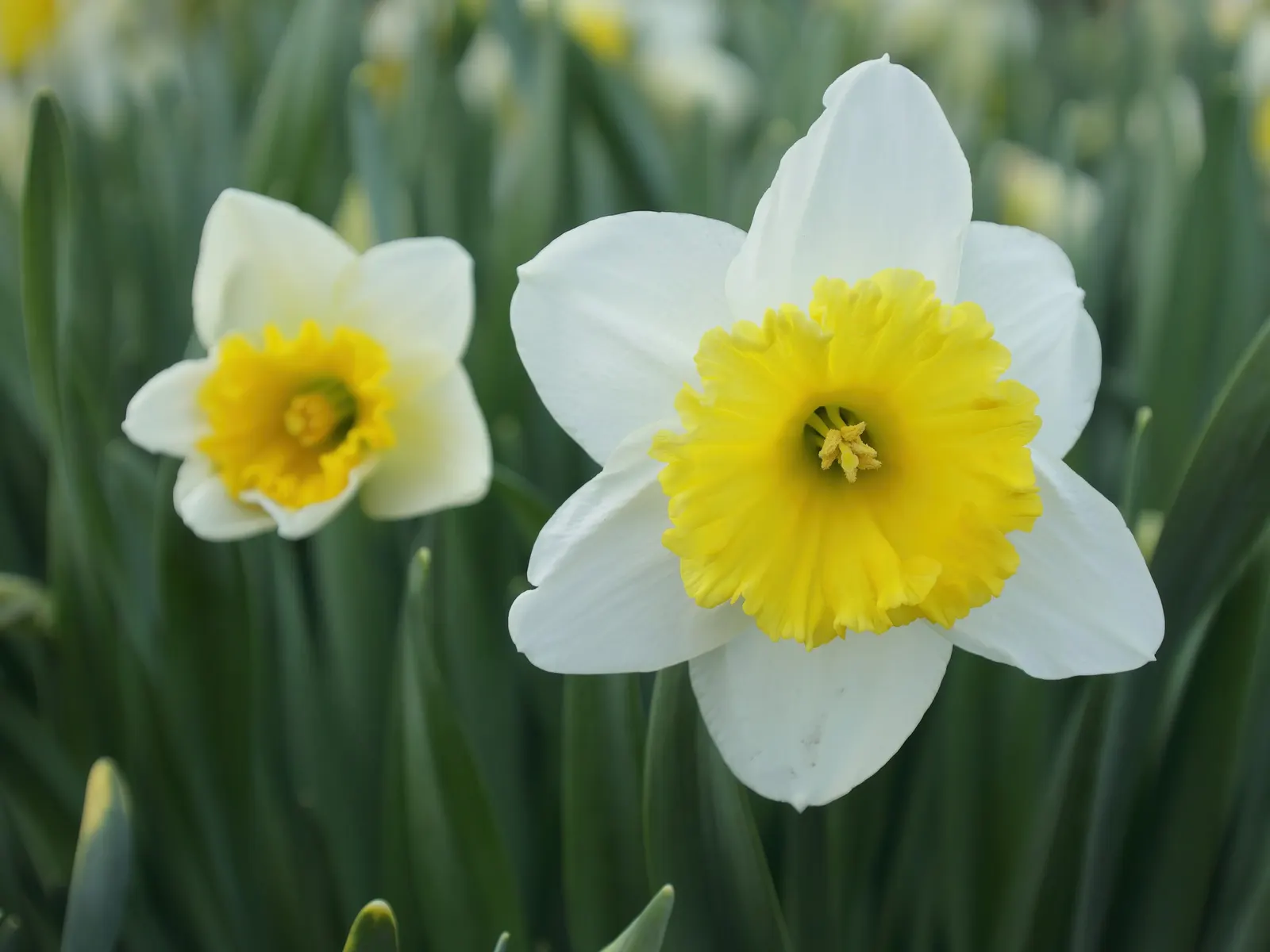 Tahiti Daffodil (Narcissus 'Tahiti') — with a spread of about 3 to 4 inches