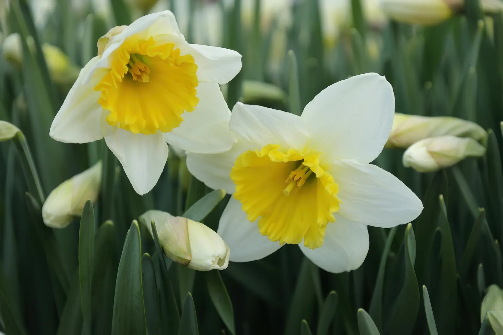 Tahiti Daffodil (Narcissus 'Tahiti') — creating a striking visual display.<br><br>Typically reaching a height of 16 to 18 inches