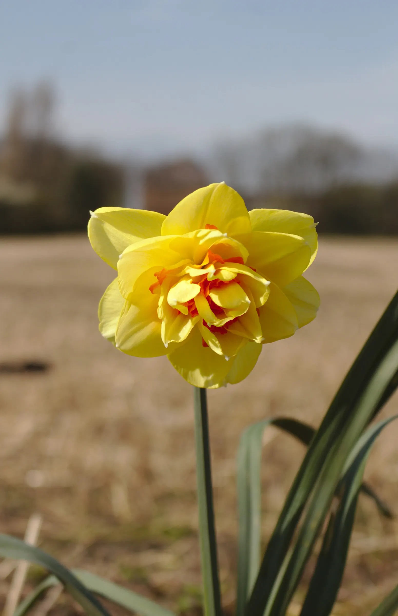 Tahiti Daffodil (Narcissus 'Tahiti') — They exhibit superior resilience against deer and rodents