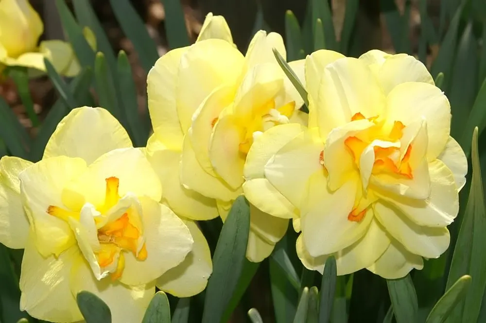 Tahiti Daffodil (Narcissus 'Tahiti') — and inviting visitors to enjoy their exotic charm and dynamic hues