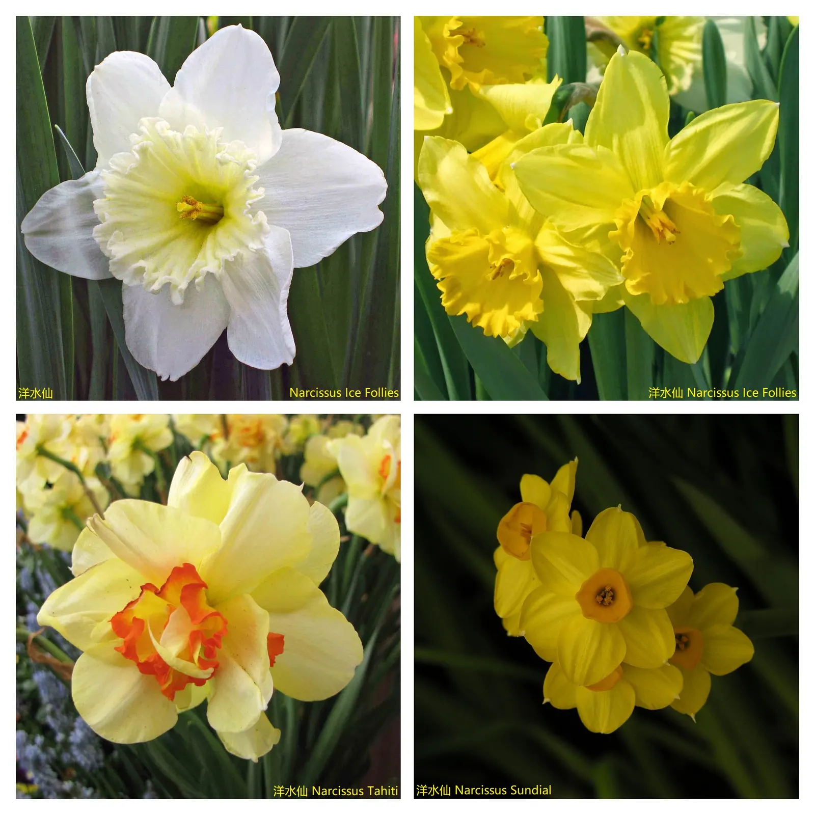 Tahiti Daffodil (Narcissus 'Tahiti') — this hardy perennial reaches a height of 16-18 inches