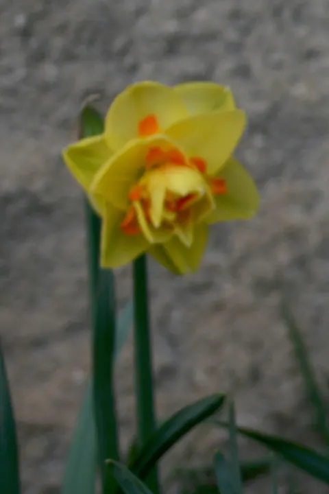 Tahiti Daffodil (Narcissus 'Tahiti') — Plant them in well-drained soil and full sun to partial shade for a stunning spring display