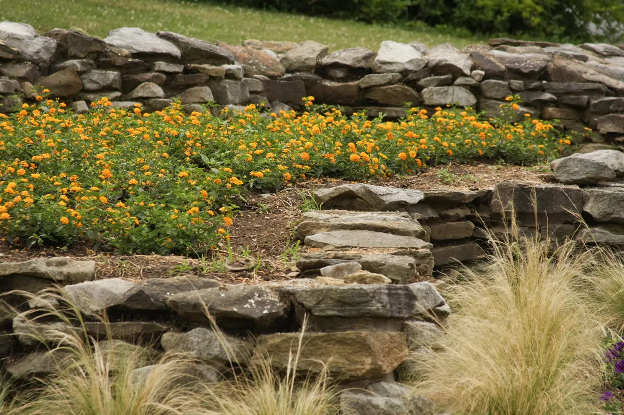 Goldengate™ Lantana (Lantana camara) — and less-than-perfect conditions with impressive resilience