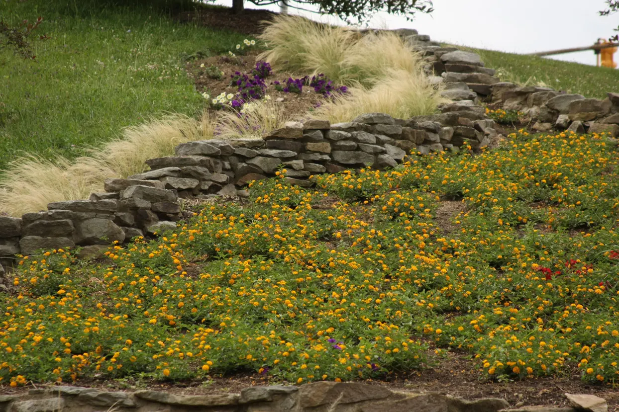 Goldengate™ Lantana (Lantana camara) — though in warm winter climates it behaves as a tender perennial shrub
