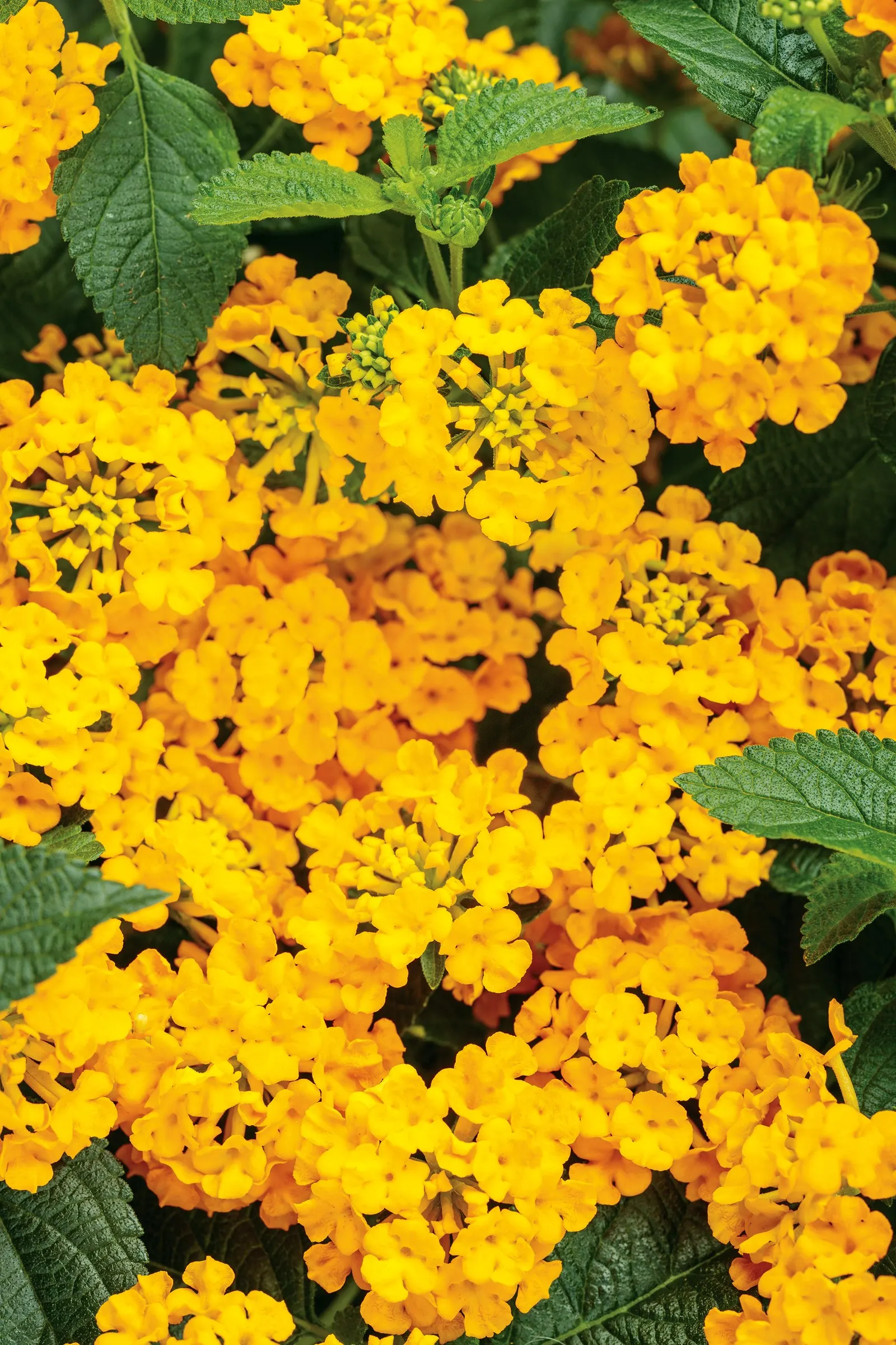 Goldengate™ Lantana (Lantana camara) — and less-than-perfect conditions with impressive resilience; the plant’s naturally mounded habit gives it a polished