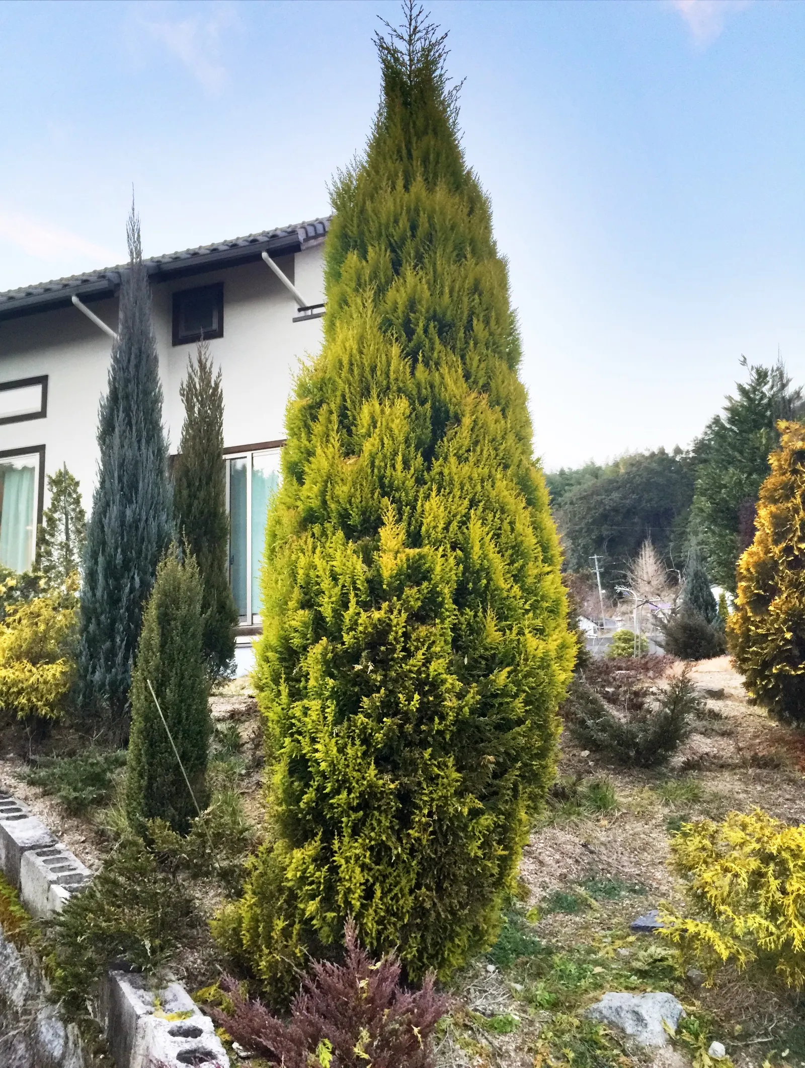 Monterey Cypress 'Goldcrest' (Cupressus Macrocarpa 'Goldcrest') — can ultimately soar up to 15 feet tall
