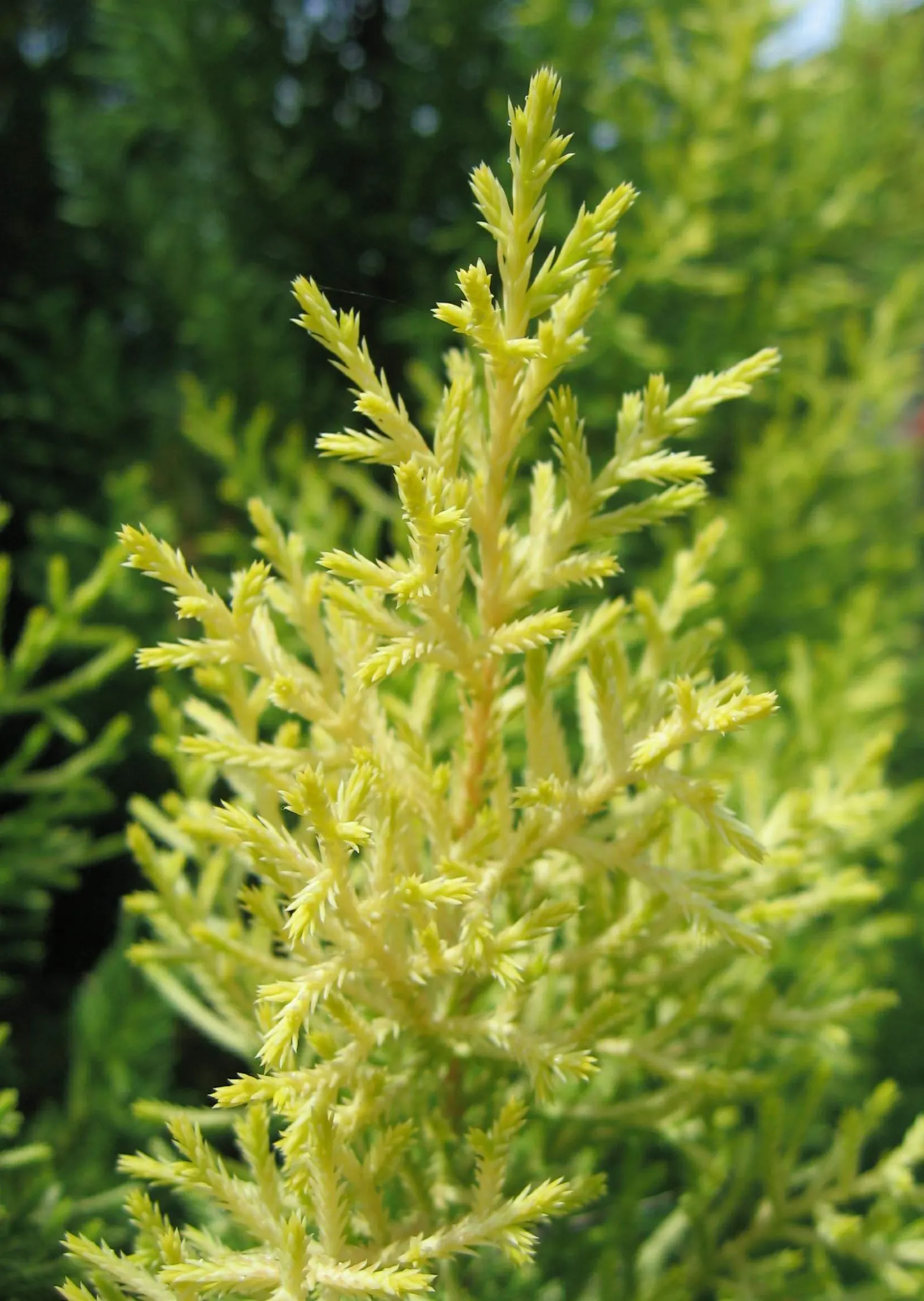 Monterey Cypress 'Goldcrest' (Cupressus Macrocarpa 'Goldcrest') — typically reaching heights of 8 to 10 feet with a spread of 1 to 2 feet within a 10-year