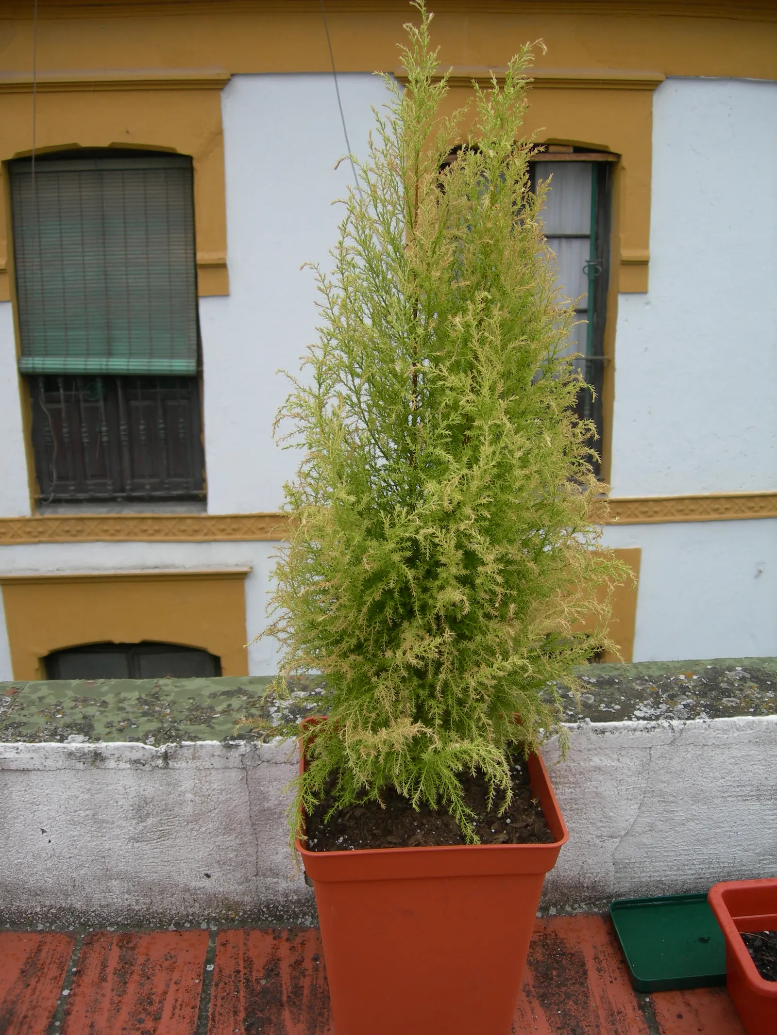 Monterey Cypress 'Goldcrest' (Cupressus Macrocarpa 'Goldcrest') — providing a slender yet striking vertical accent in gardens.<br><br>'Goldcrest's' foliage