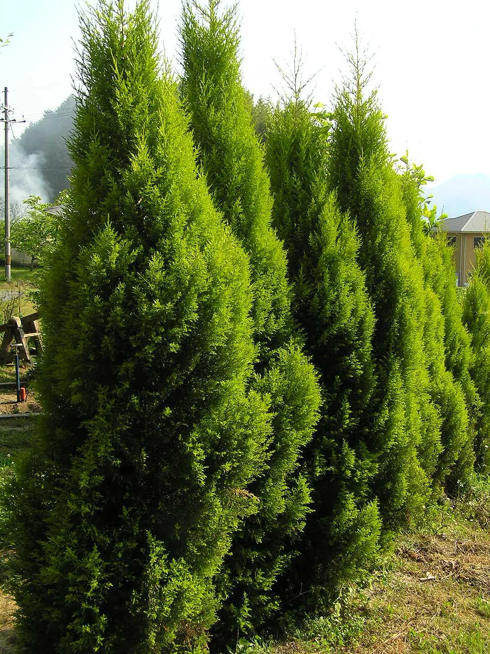 Monterey Cypress 'Goldcrest' (Cupressus Macrocarpa 'Goldcrest') — any shaping should be done with care to not cut into old wood
