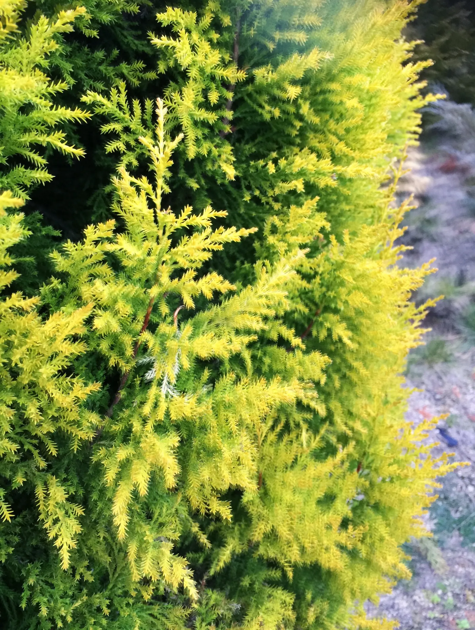 Monterey Cypress 'Goldcrest' (Cupressus Macrocarpa 'Goldcrest') — 'Goldcrest' lends itself well to spaces where a narrow