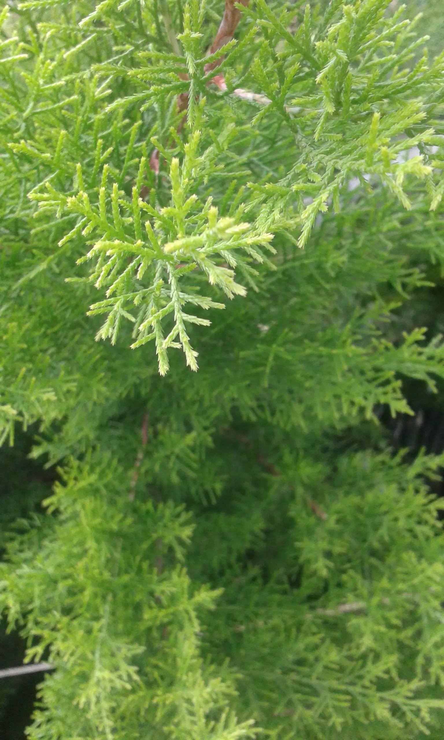 Monterey Cypress 'Goldcrest' (Cupressus Macrocarpa 'Goldcrest') — and requires well-drained soils to prevent root rot.<br><br>With a growth rate of roughly 1