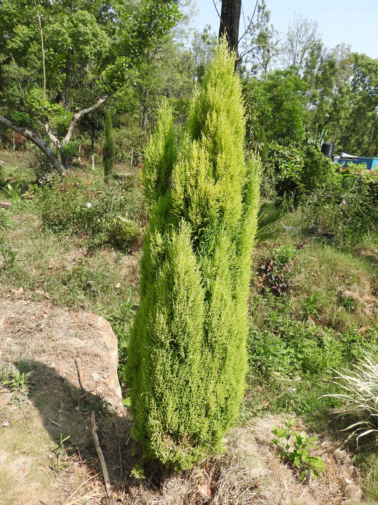 Monterey Cypress 'Goldcrest' (Cupressus Macrocarpa 'Goldcrest') — offers an electric chartreuse hue