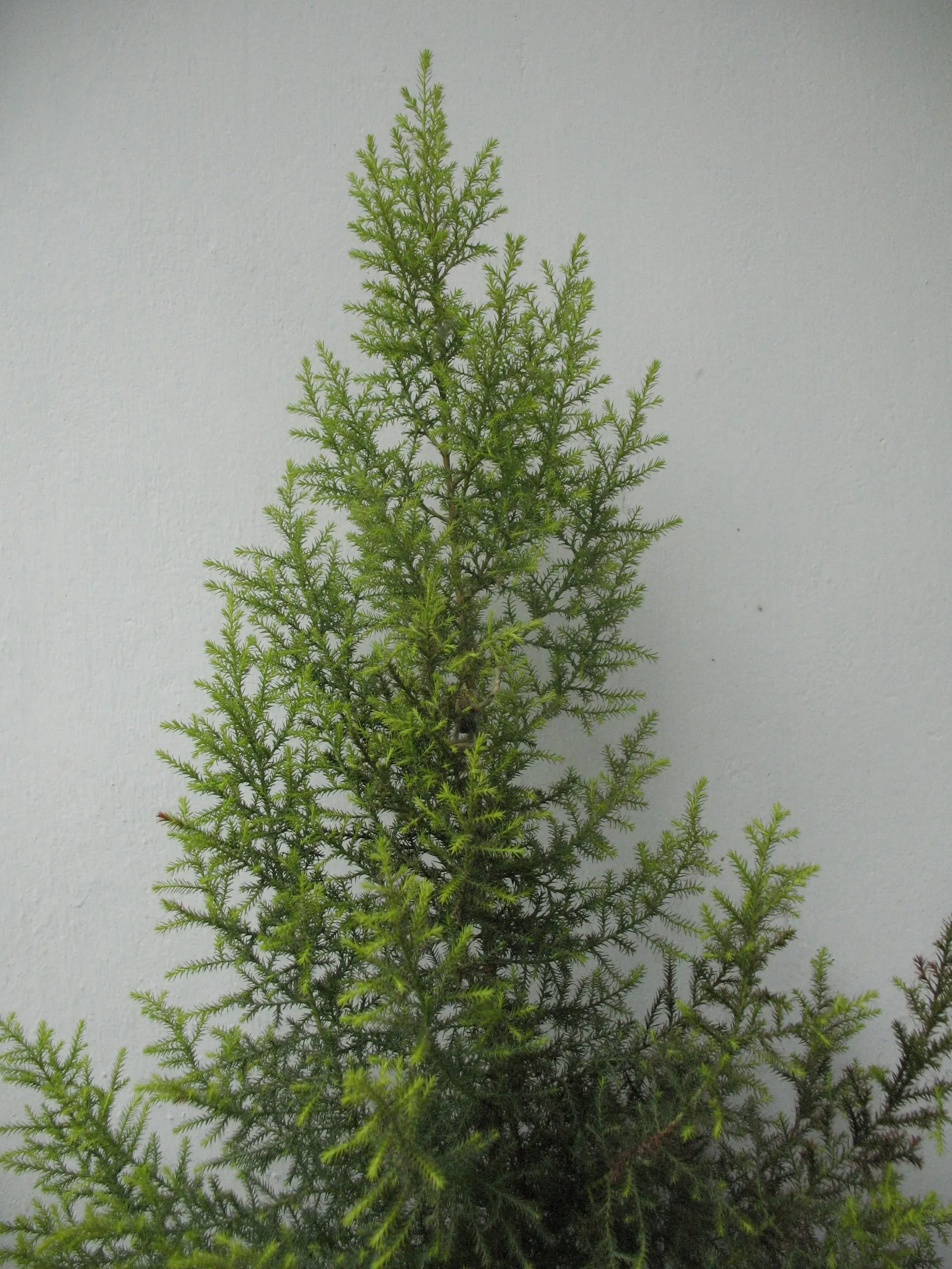 Monterey Cypress 'Goldcrest' (Cupressus Macrocarpa 'Goldcrest') — it grows narrowly and conically
