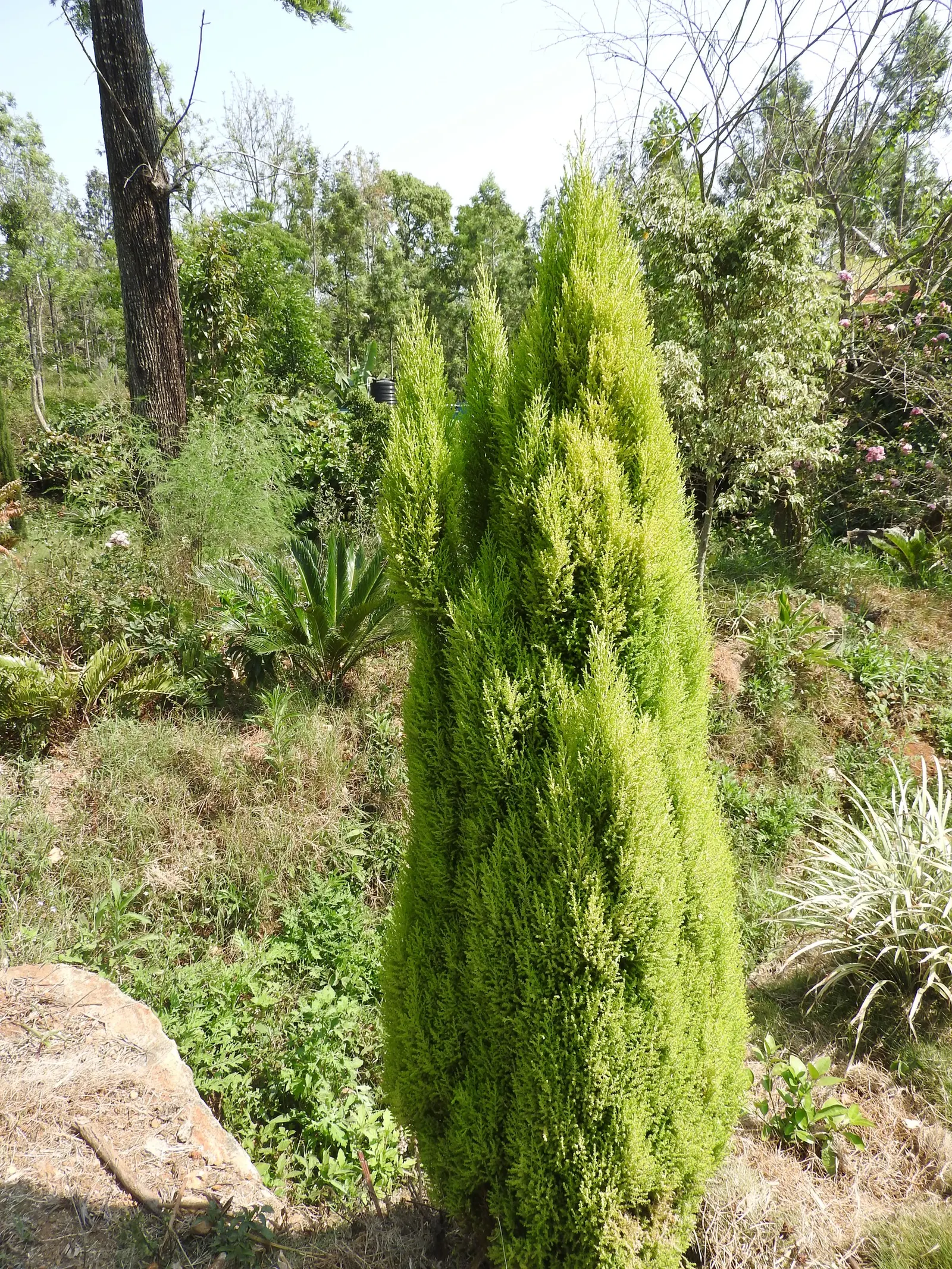 Monterey Cypress 'Goldcrest' (Cupressus Macrocarpa 'Goldcrest') — with feather-like sprays that emit a delightful citrus fragrance when crushed or brushed