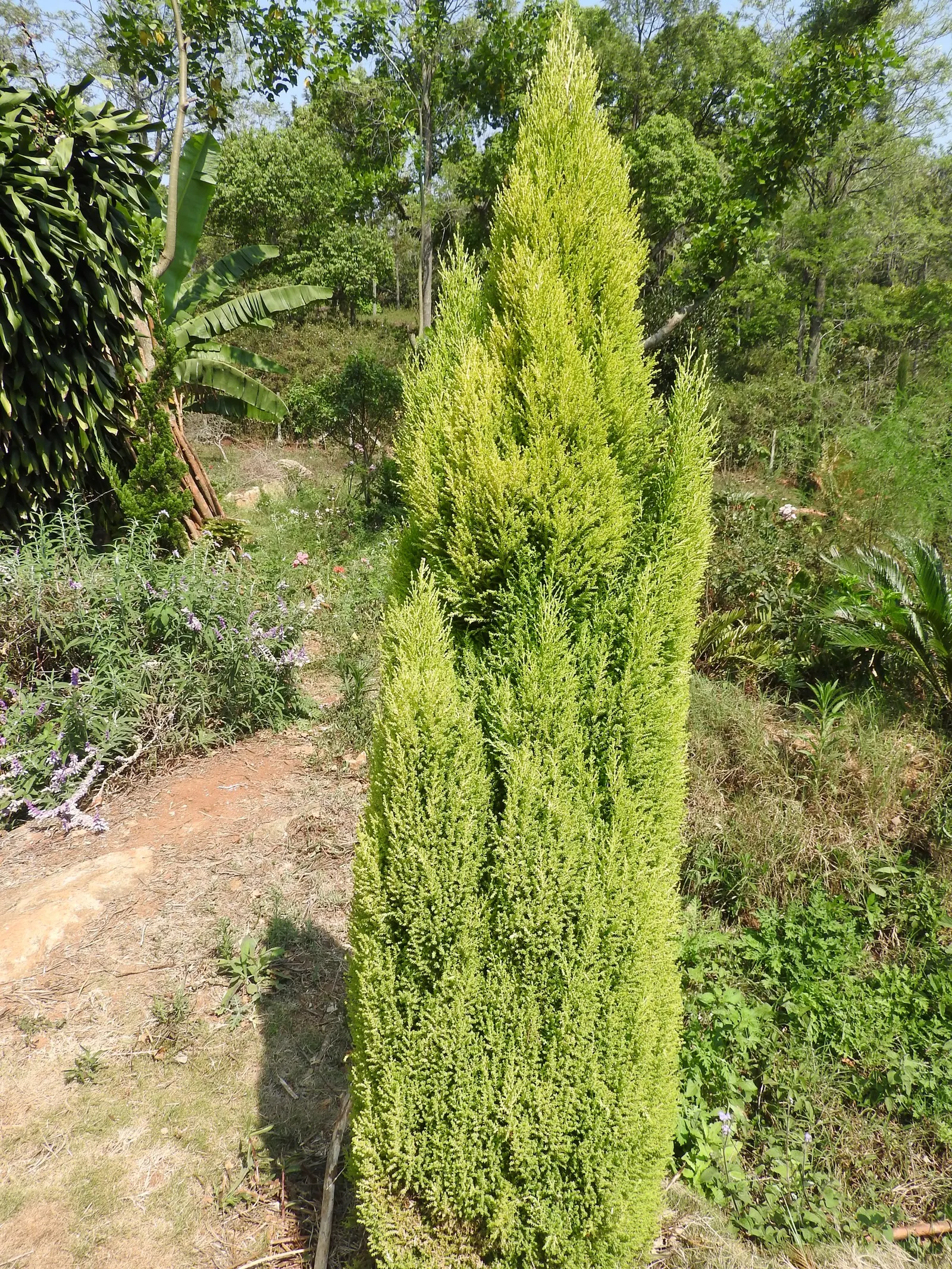 Monterey Cypress 'Goldcrest' (Cupressus Macrocarpa 'Goldcrest') — arguably its most distinctive feature