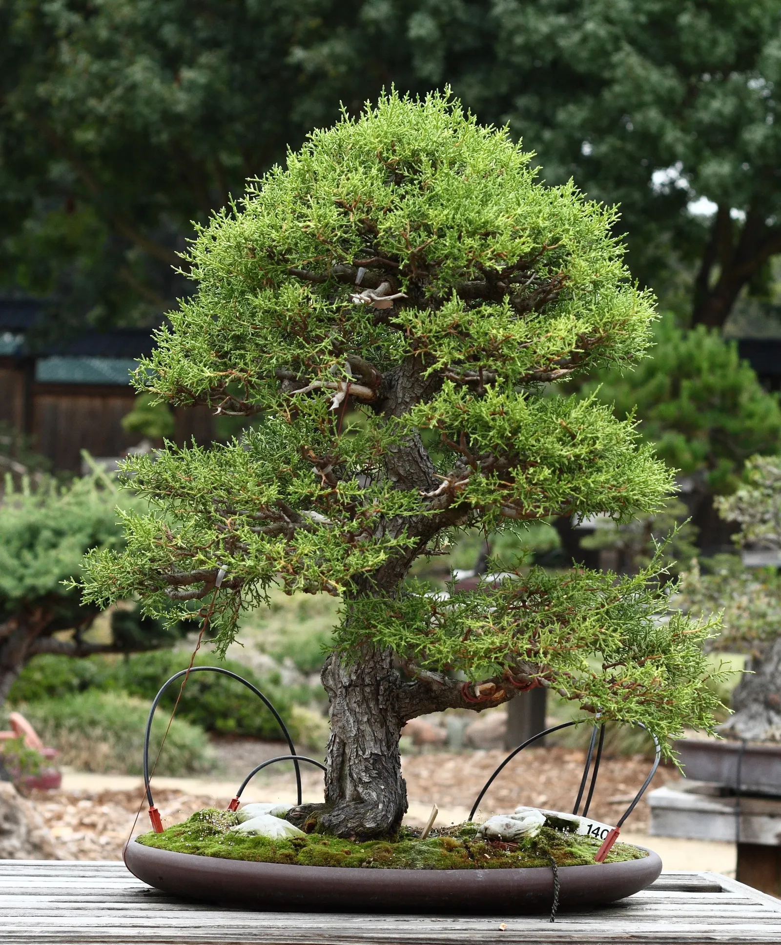Monterey Cypress 'Goldcrest' (Cupressus Macrocarpa 'Goldcrest') — evergreen conifer exuding a lemony scent