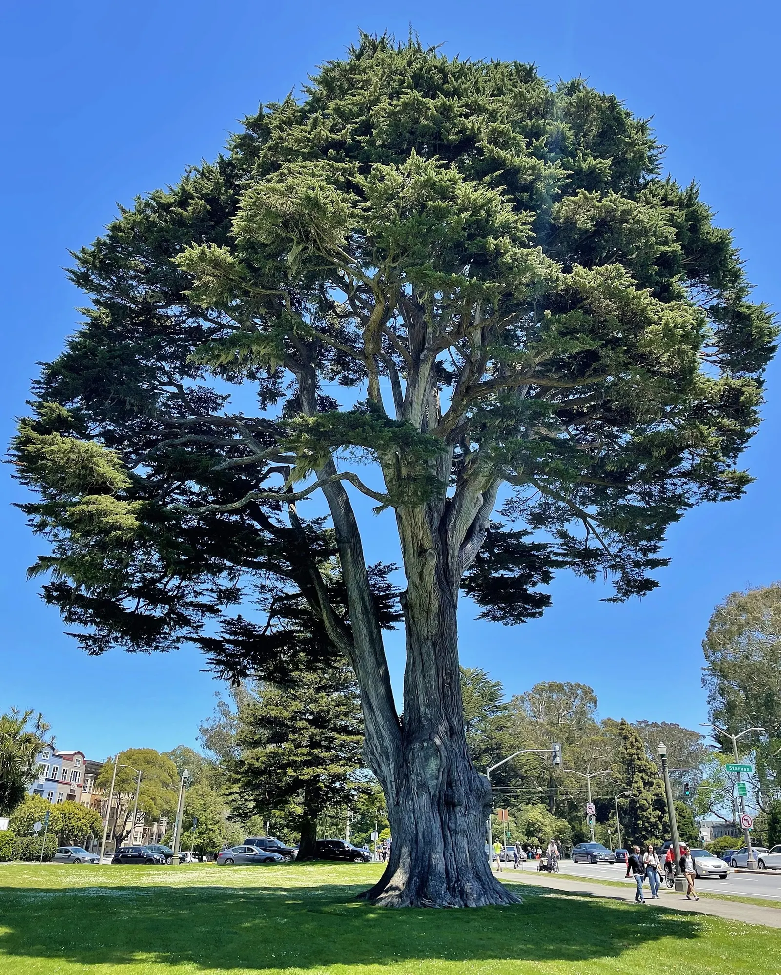 Monterey Cypress 'Goldcrest' (Cupressus Macrocarpa 'Goldcrest') — Prefers full sun, well-drained soil, and is hardy to USDA Zone 7