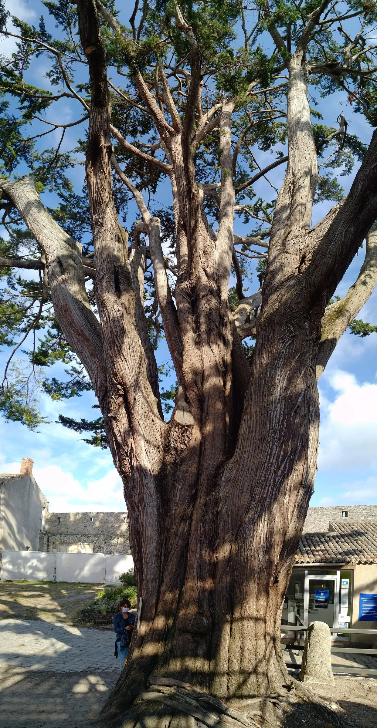 Monterey Cypress 'Goldcrest' (Cupressus Macrocarpa 'Goldcrest') — lemony foliage and conical growth habit