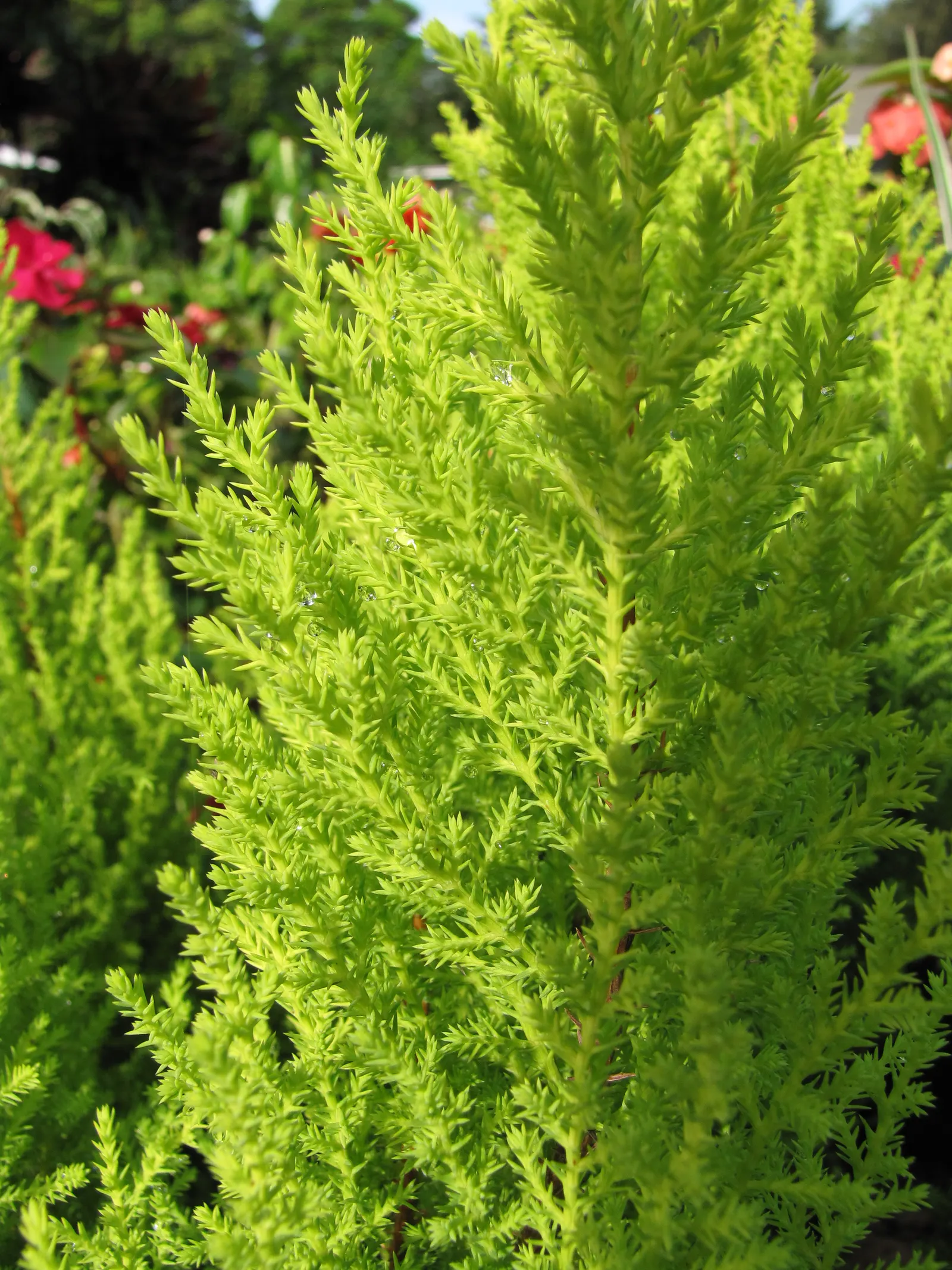 Monterey Cypress 'Goldcrest' (Cupressus Macrocarpa 'Goldcrest') — Standing out with its golden-yellow foliage