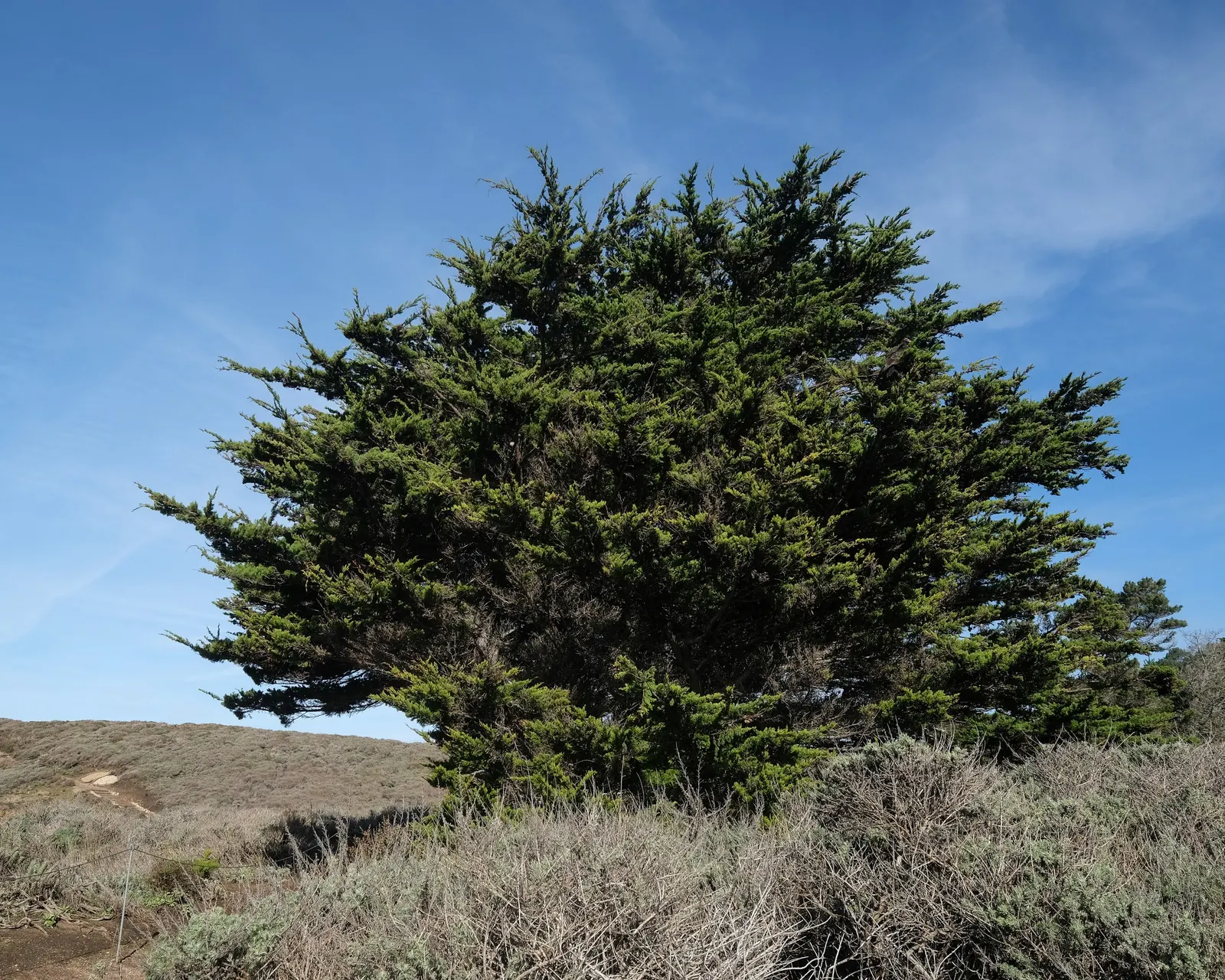 Monterey Cypress 'Goldcrest' (Cupressus Macrocarpa 'Goldcrest') — This cultivar thrives in USDA Hardiness Zones 7 through 10